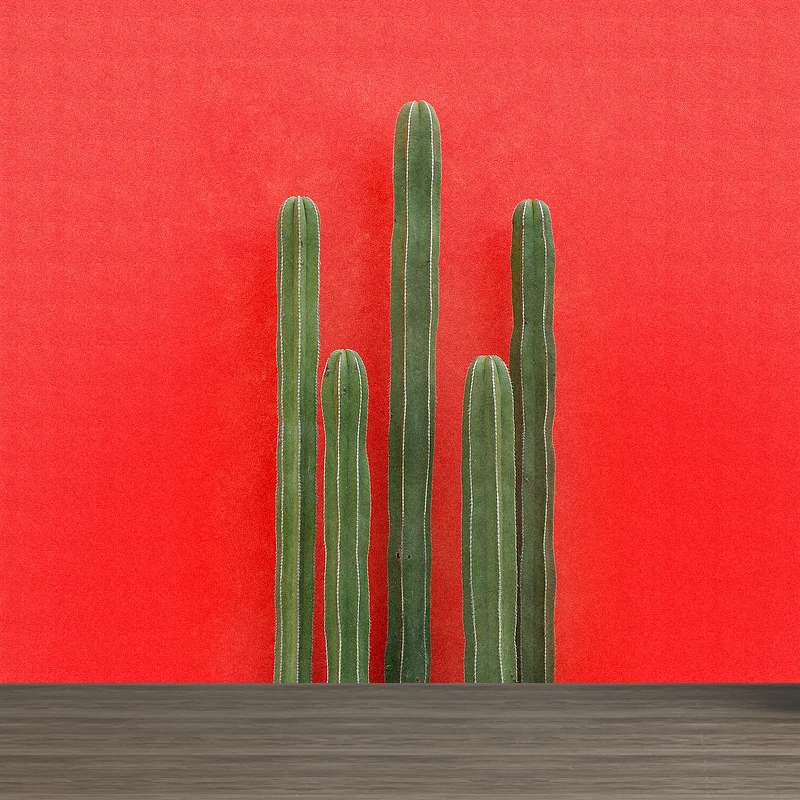 Illustration 3D Illusion Cactus Mural Kolossaal Wall Covering Dining Room, Custom Red