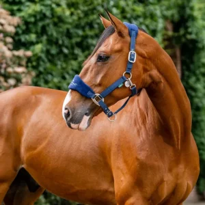 Signature Grooming Headcollar Marine C