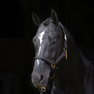 Geavanceerd TopLine Halter Ebbenhout P