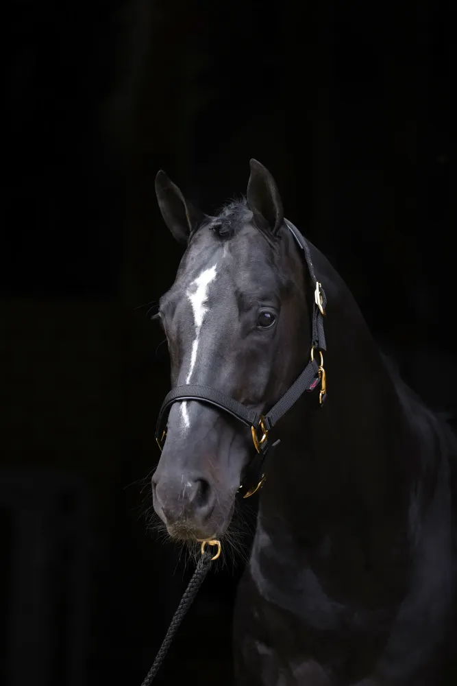 Geavanceerd TopLine Halter Ebbenhout P