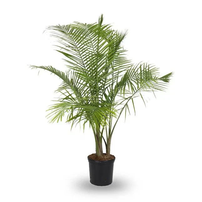 Meubelpoort Majesty Palm House Plant 3.75-Gallon (s) Pot