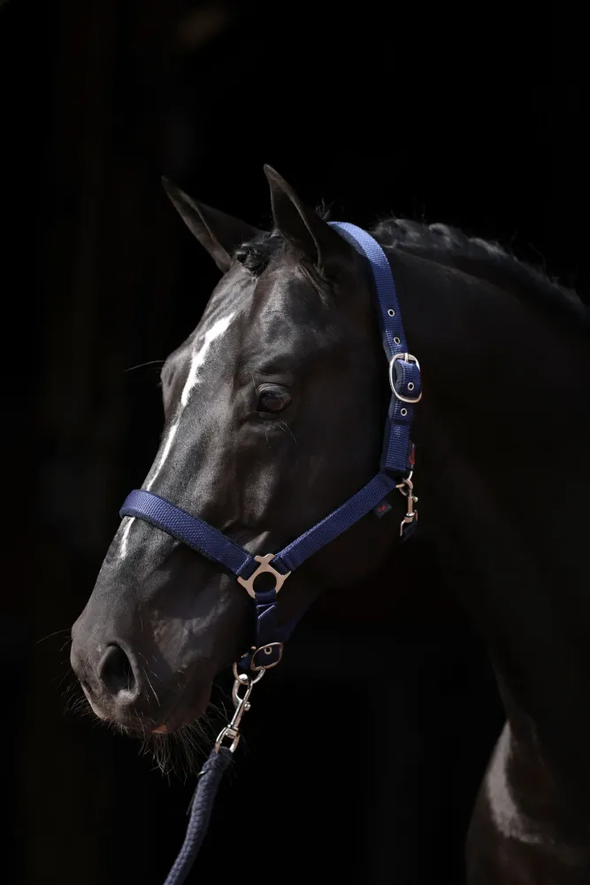 Dexter Halter Warme stof Underlay DB/AB Foal met montagehandleiding